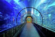 Shark Reef Aquarium Attraction at Hospital Medicine 2017